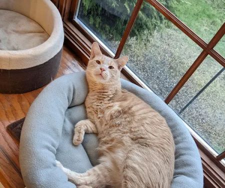 Hilton Veterinary Clinic of Ferndale