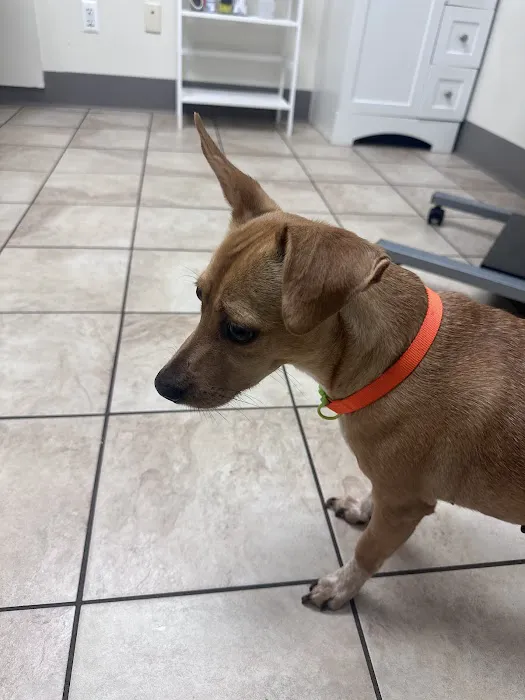 Hilton Veterinary Clinic of Ferndale Picture 8