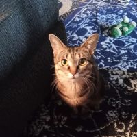 Parkview Animal Hospital ico