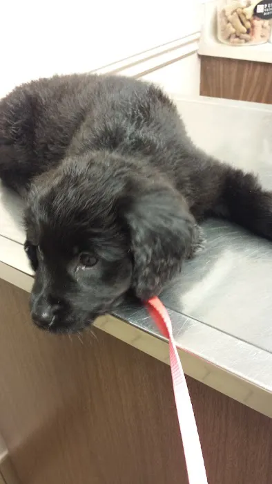 Center Line Veterinary Hospital Picture 9
