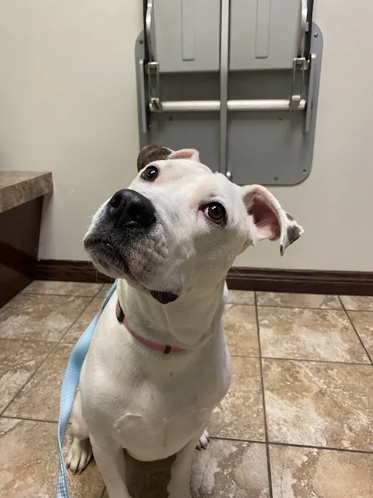 Blue Cross Animal Hospital Picture 2
