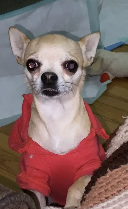 Blue Cross Animal Hospital Picture 9