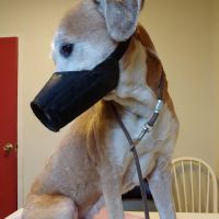 Mission Vet Clinic ico