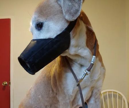 Mission Vet Clinic