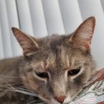 Harper Woods Veterinary Hospital: Katlein Joel DVM