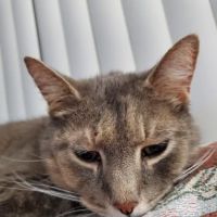 Harper Woods Veterinary Hospital: Katlein Joel DVM ico