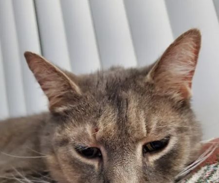 Harper Woods Veterinary Hospital: Katlein Joel DVM