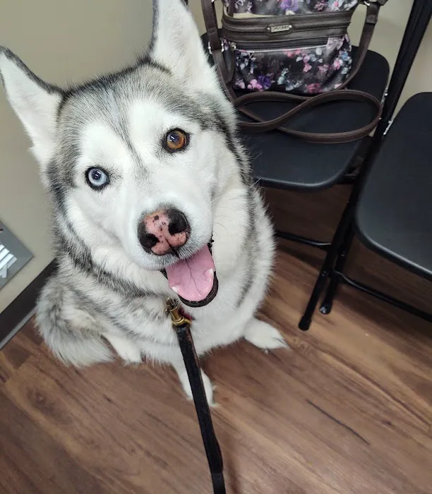 Harper Woods Veterinary Hospital: Katlein Joel DVM Picture 3