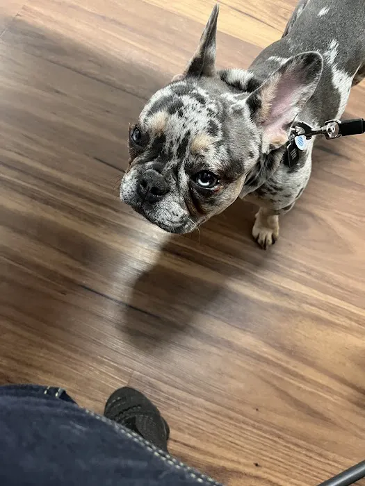 Harper Woods Veterinary Hospital Picture 3