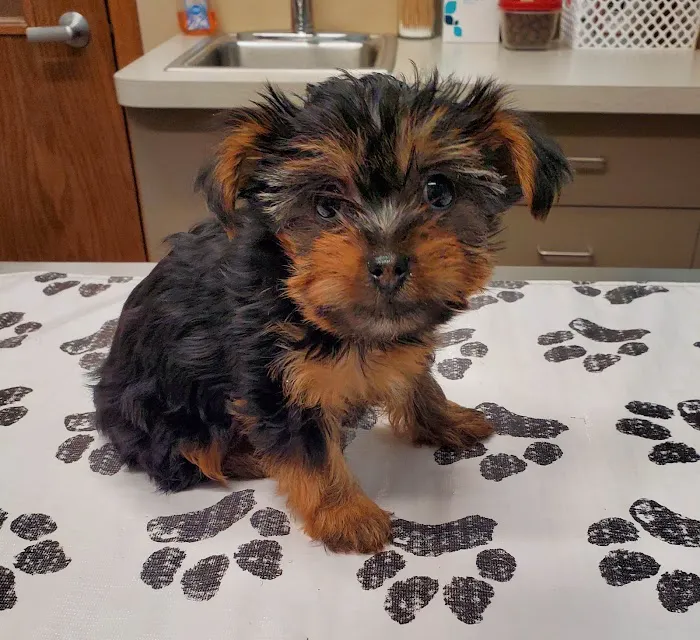 Harper Woods Veterinary Hospital Picture 9