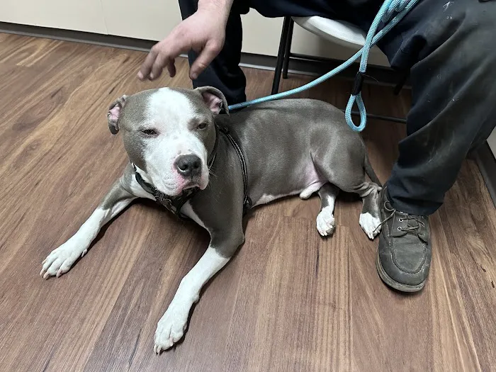 Harper Woods Veterinary Hospital Picture 10