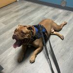 APAWS Veterinary Hospital