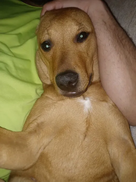 APAWS Veterinary Hospital Picture 9