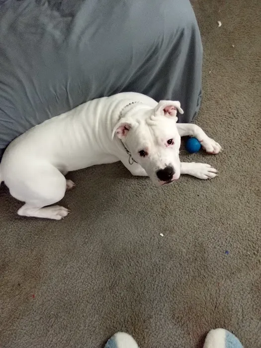 APAWS Veterinary Hospital Picture 10