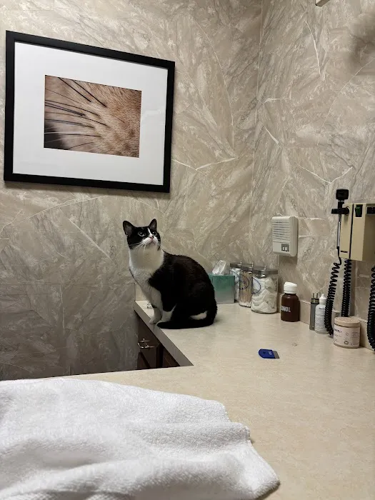 Kitty's Doctor Picture 1