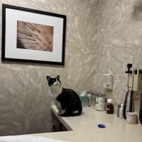 Kitty's Doctor ico
