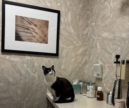 Kitty's Doctor