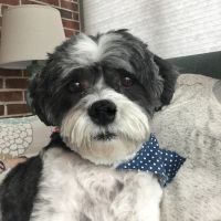 Moore Veterinary Hospital ico