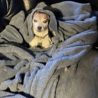 Eastpointe Animal Hospital ico