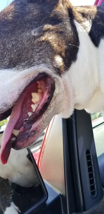 Thomson Animal Clinic Picture 8