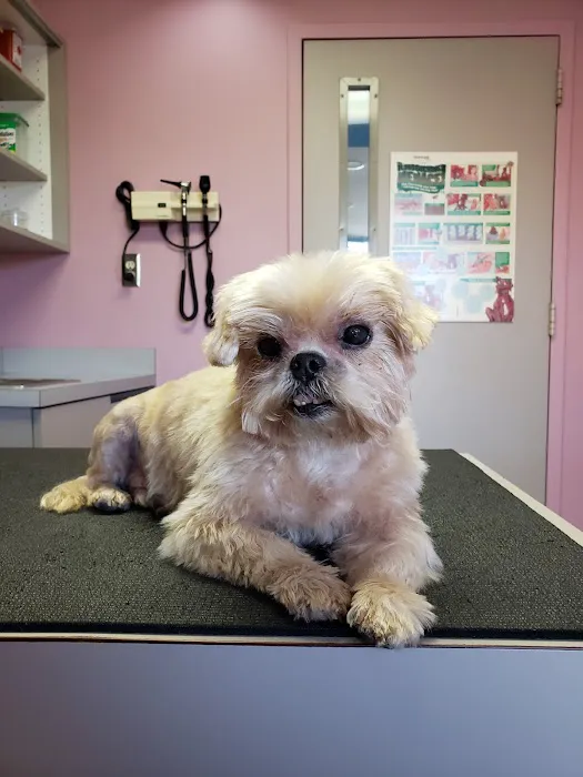 East Detroit Animal Hospital Picture 8
