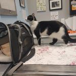 VCA St. Clair Shores Animal Hospital