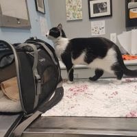 VCA St. Clair Shores Animal Hospital ico