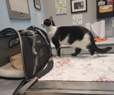 VCA St. Clair Shores Animal Hospital