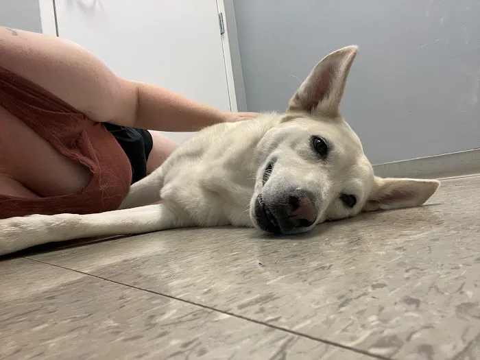 VCA St. Clair Shores Animal Hospital Picture 4
