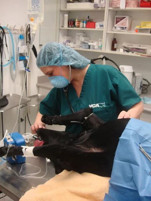VCA St. Clair Shores Animal Hospital Picture 8