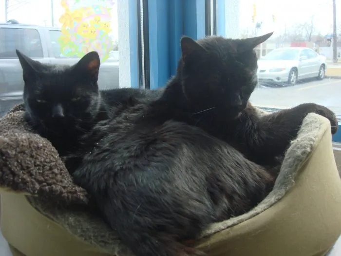 VCA St. Clair Shores Animal Hospital Picture 7