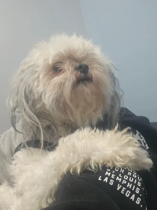 VCA St. Clair Shores Animal Hospital Picture 9