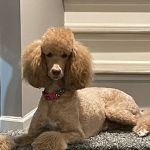 Royal Oak Animal Hospital