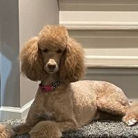 Royal Oak Animal Hospital ico
