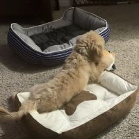 Veterinary Emergency Service ico