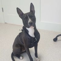 Poppy Hill Vet ico