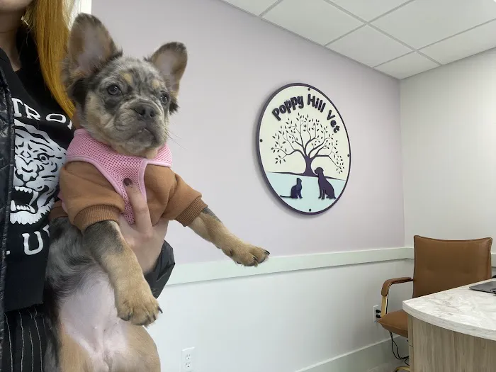 Poppy Hill Vet Picture 5
