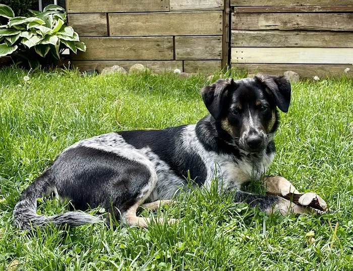 Poppy Hill Vet Picture 3