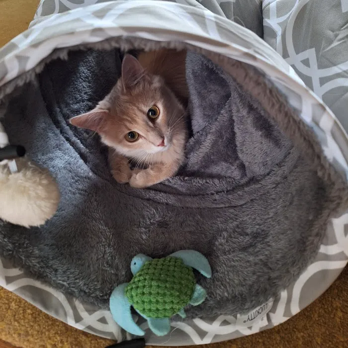 Poppy Hill Vet Picture 4