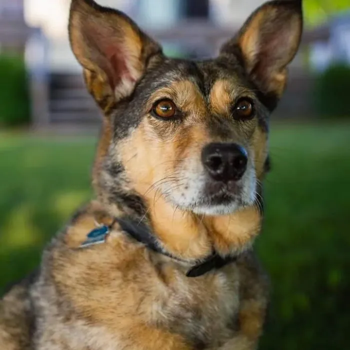 Poppy Hill Vet Picture 9