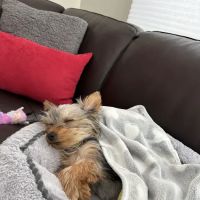 North Main Animal Hospital ico