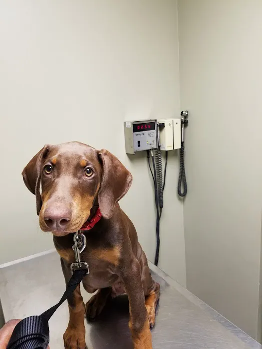 North Main Animal Hospital Picture 2