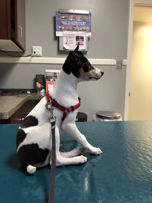 North Main Animal Hospital Picture 7