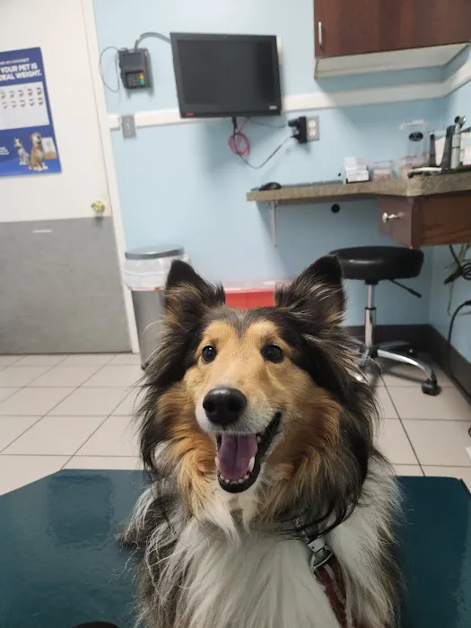 North Main Animal Hospital Picture 9