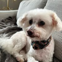 Madison Veterinary Hospital ico