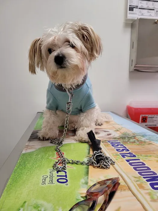 Vetco Total Care Animal Hospital Picture 2