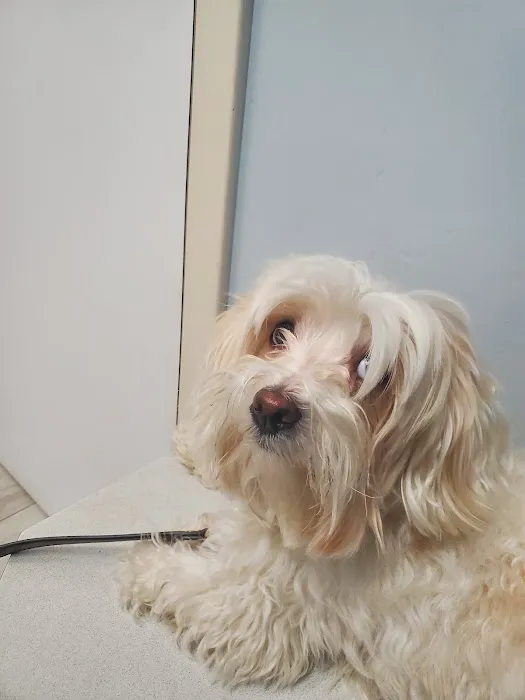 Dworkis Dog & Cat Hospital Picture 1