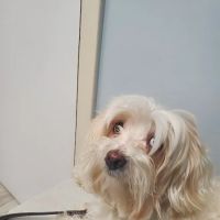 Dworkis Dog & Cat Hospital ico