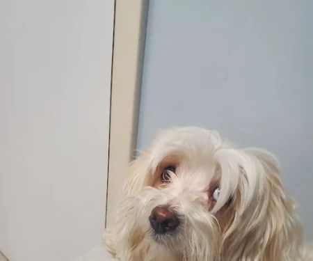 Dworkis Dog & Cat Hospital