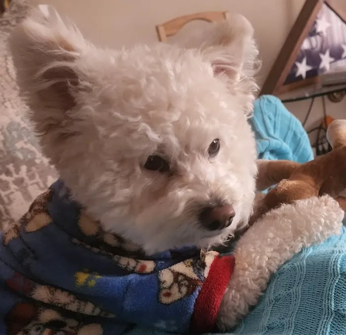 Dworkis Dog & Cat Hospital Picture 5